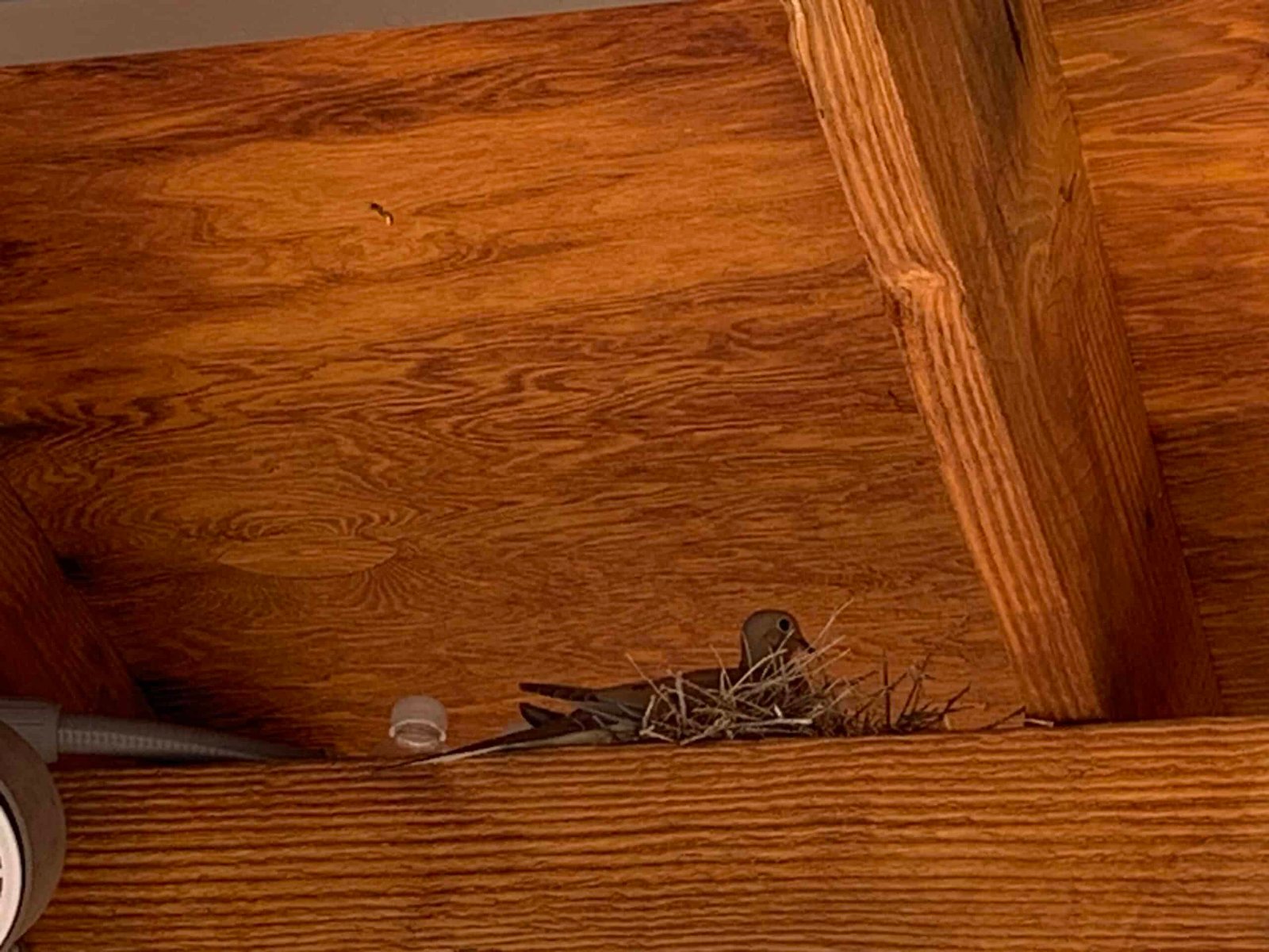 mama bird sitting on her eggs